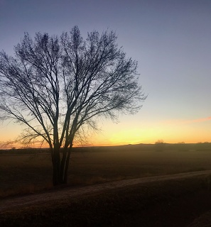 Albuquerque ditch bank late winter sunset, February 2025. 