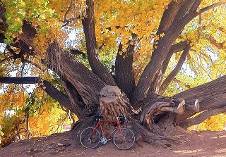 A rare Skarke frame, made by a Hewlett Packard engineer in Colorado who in the 1970s and/or 1980s built frames inspired by French constructeurs. October 2020; COVID era. A cottonwood tree in its fall glory provides the backdrop.